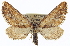  ( - CCDB-20272-A03)  @14 [ ] CreativeCommons - Attribution (2013) CBG Photography Group Centre for Biodiversity Genomics