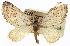  (Lithostege rotundata - CCDB-20272-A06)  @15 [ ] CreativeCommons - Attribution (2013) CBG Photography Group Centre for Biodiversity Genomics