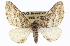  ( - CCDB-20272-A09)  @15 [ ] CreativeCommons - Attribution (2013) CBG Photography Group Centre for Biodiversity Genomics