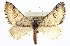  ( - CCDB-20272-B03)  @15 [ ] CreativeCommons - Attribution (2013) CBG Photography Group Centre for Biodiversity Genomics
