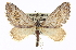  (Scelidacantha triseriata - CCDB-20272-B12)  @15 [ ] CreativeCommons - Attribution (2013) CBG Photography Group Centre for Biodiversity Genomics