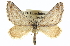  (Scelidacantha - CCDB-20272-C01)  @15 [ ] CreativeCommons - Attribution (2013) CBG Photography Group Centre for Biodiversity Genomics