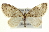  (Trichopteryx - CCDB-20272-C03)  @15 [ ] CreativeCommons - Attribution (2013) CBG Photography Group Centre for Biodiversity Genomics