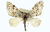  (Cladara limitaria - CCDB-20272-C08)  @14 [ ] CreativeCommons - Attribution (2013) CBG Photography Group Centre for Biodiversity Genomics