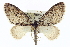  (Cladara - CCDB-20272-C11)  @15 [ ] CreativeCommons - Attribution (2013) CBG Photography Group Centre for Biodiversity Genomics