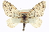  (Cladara atroliturata - CCDB-20272-D01)  @15 [ ] CreativeCommons - Attribution (2013) CBG Photography Group Centre for Biodiversity Genomics