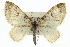  (Lobophora montanata - CCDB-20272-D06)  @15 [ ] CreativeCommons - Attribution (2013) CBG Photography Group Centre for Biodiversity Genomics