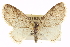  (Trichopterygini - CCDB-20272-D11)  @16 [ ] CreativeCommons - Attribution (2013) CBG Photography Group Centre for Biodiversity Genomics