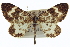  ( - CCDB-20272-E04)  @11 [ ] CreativeCommons - Attribution (2013) CBG Photography Group Centre for Biodiversity Genomics
