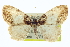  ( - CCDB-20272-E07)  @14 [ ] CreativeCommons - Attribution (2013) CBG Photography Group Centre for Biodiversity Genomics