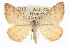  (Taeniogramma mendicata - CCDB-20272-G02)  @14 [ ] CreativeCommons - Attribution (2013) CBG Photography Group Centre for Biodiversity Genomics