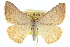  (Taeniogramma tenebrosata - CCDB-20272-G08)  @15 [ ] CreativeCommons - Attribution (2013) CBG Photography Group Centre for Biodiversity Genomics