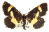  (Heliomata - CCDB-20272-H04)  @15 [ ] CreativeCommons - Attribution (2013) CBG Photography Group Centre for Biodiversity Genomics