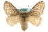  ( - CCDB-19575-A12)  @15 [ ] CreativeCommons - Attribution (2012) CBG Photography Group Centre for Biodiversity Genomics