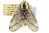  ( - CCDB-19575-B06)  @11 [ ] CreativeCommons - Attribution (2012) CBG Photography Group Centre for Biodiversity Genomics