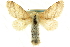  ( - CCDB-19575-C02)  @11 [ ] CreativeCommons - Attribution (2012) CBG Photography Group Centre for Biodiversity Genomics