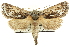 (Hypopta - CCDB-19575-G06)  @15 [ ] CreativeCommons - Attribution (2012) CBG Photography Group Centre for Biodiversity Genomics