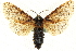  ( - CCDB-19575-H10)  @11 [ ] CreativeCommons - Attribution (2012) CBG Photography Group Centre for Biodiversity Genomics