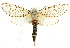  (Zeuzera pyrina - CCDB-19576-D07)  @15 [ ] CreativeCommons - Attribution (2012) CBG Photography Group Centre for Biodiversity Genomics