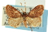  ( - CCDB-19577-D04)  @11 [ ] CreativeCommons - Attribution (2012) CBG Photography Group Centre for Biodiversity Genomics