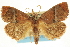  (Apoda rectilinea - CCDB-19577-E05)  @15 [ ] CreativeCommons - Attribution (2012) CBG Photography Group Centre for Biodiversity Genomics