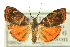  ( - CCDB-19579-G01)  @11 [ ] CreativeCommons - Attribution (2012) CBG Photography Group Centre for Biodiversity Genomics