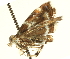  (Protochoreutis dyarella - CCDB-19579-G03)  @11 [ ] CreativeCommons - Attribution (2012) CBG Photography Group Centre for Biodiversity Genomics