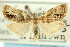  ( - CCDB-19579-G06)  @11 [ ] CreativeCommons - Attribution (2012) CBG Photography Group Centre for Biodiversity Genomics