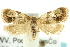 ( - CCDB-19579-G07)  @13 [ ] CreativeCommons - Attribution (2012) CBG Photography Group Centre for Biodiversity Genomics