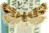  ( - CCDB-19579-G10)  @11 [ ] CreativeCommons - Attribution (2012) CBG Photography Group Centre for Biodiversity Genomics
