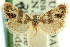  ( - CCDB-19579-G11)  @11 [ ] CreativeCommons - Attribution (2012) CBG Photography Group Centre for Biodiversity Genomics