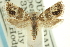  ( - CCDB-19579-G12)  @11 [ ] CreativeCommons - Attribution (2012) CBG Photography Group Centre for Biodiversity Genomics
