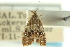  (Protochoreutis - CCDB-19579-H01)  @11 [ ] CreativeCommons - Attribution (2012) CBG Photography Group Centre for Biodiversity Genomics