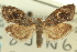  ( - CCDB-19579-H08)  @11 [ ] CreativeCommons - Attribution (2012) CBG Photography Group Centre for Biodiversity Genomics