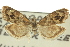  ( - CCDB-19579-H10)  @13 [ ] CreativeCommons - Attribution (2012) CBG Photography Group Centre for Biodiversity Genomics