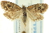  (Tebenna chrysobalia - CCDB-19579-H11)  @14 [ ] CreativeCommons - Attribution (2012) CBG Photography Group Centre for Biodiversity Genomics