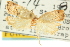  ( - CCDB-19580-C02)  @11 [ ] CreativeCommons - Attribution (2012) CBG Photography Group Centre for Biodiversity Genomics