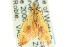  ( - CCDB-19580-F01)  @12 [ ] CreativeCommons - Attribution (2012) CBG Photography Group Centre for Biodiversity Genomics