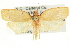  (Cenopis unicolorana - CCDB-19580-F04)  @14 [ ] CreativeCommons - Attribution (2012) CBG Photography Group Centre for Biodiversity Genomics