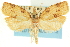  ( - CCDB-19580-F05)  @11 [ ] CreativeCommons - Attribution (2012) CBG Photography Group Centre for Biodiversity Genomics