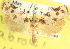  ( - CCDB-19580-G01)  @13 [ ] CreativeCommons - Attribution (2012) CBG Photography Group Centre for Biodiversity Genomics