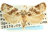  (Cenopis vabroui - CCDB-19580-G02)  @13 [ ] CreativeCommons - Attribution (2012) CBG Photography Group Centre for Biodiversity Genomics