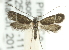  (Adela - CCDB-19582-A06)  @15 [ ] CreativeCommons - Attribution (2012) CBG Photography Group Centre for Biodiversity Genomics