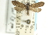  ( - CCDB-19582-A08)  @11 [ ] CreativeCommons - Attribution (2012) CBG Photography Group Centre for Biodiversity Genomics