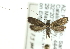  ( - CCDB-19582-A10)  @13 [ ] CreativeCommons - Attribution (2012) CBG Photography Group Centre for Biodiversity Genomics
