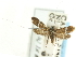  (Adela singulella - CCDB-19582-A11)  @13 [ ] CreativeCommons - Attribution (2012) CBG Photography Group Centre for Biodiversity Genomics