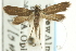  ( - CCDB-19582-A12)  @11 [ ] CreativeCommons - Attribution (2012) CBG Photography Group Centre for Biodiversity Genomics