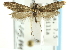  ( - CCDB-19582-B03)  @11 [ ] CreativeCommons - Attribution (2012) CBG Photography Group Centre for Biodiversity Genomics