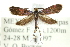  (Adela aethiops - CCDB-19582-B04)  @14 [ ] CreativeCommons - Attribution (2012) CBG Photography Group Centre for Biodiversity Genomics