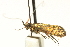  (Adela lithopola - CCDB-19582-B06)  @11 [ ] CreativeCommons - Attribution (2012) CBG Photography Group Centre for Biodiversity Genomics